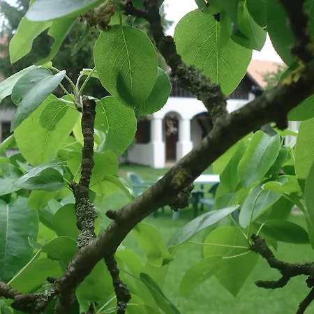 Szep Tanya Guest house